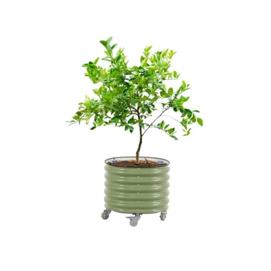 Rolling Citrus Tree Planter Ge - огляд і ціна Self-Watering Planter